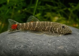 Gastromyzon red tail