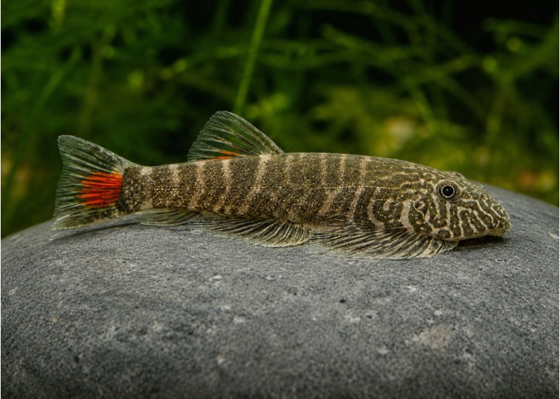 Gastromyzon red tail