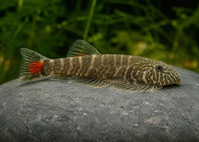 Gastromyzon red tail