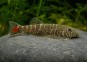 Gastromyzon red tail