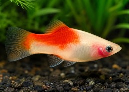 Platy rouge top