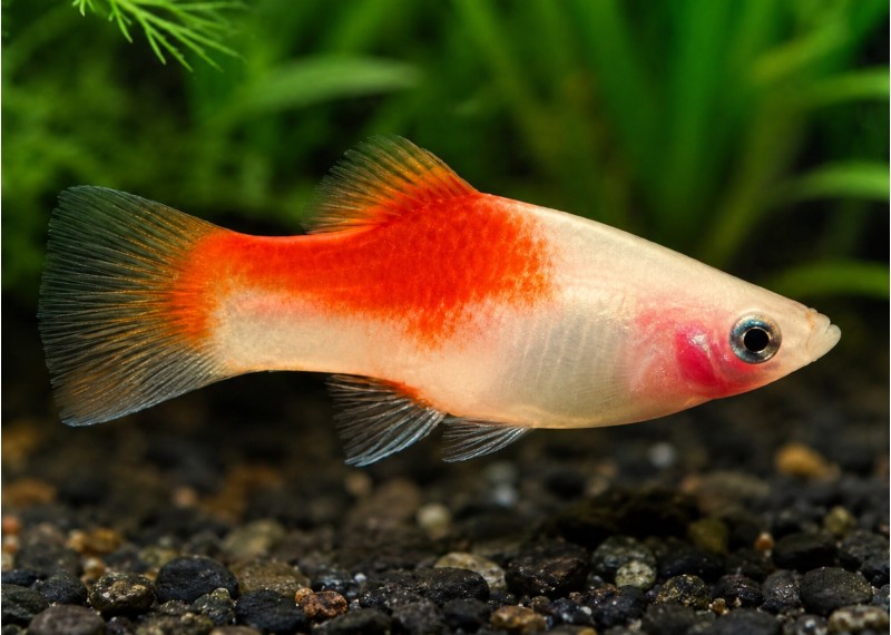 Platy rouge top