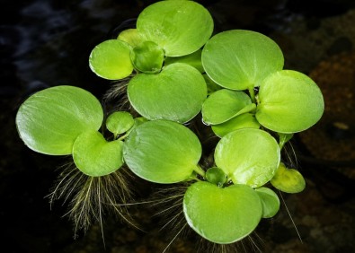Limnobium laevigatum - Plantes flottantes