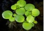 Limnobium laevigatum - Plantes flottantes