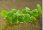 Salvinia minima - Plantes flottantes (cup)