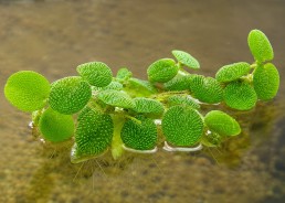 Salvinia minima portion...