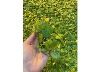 Limnobium spongia - Plantes flottantes (cup)