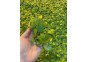 Limnobium spongia - Plantes flottantes (cup)