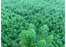Limnophila sessiliflora -...