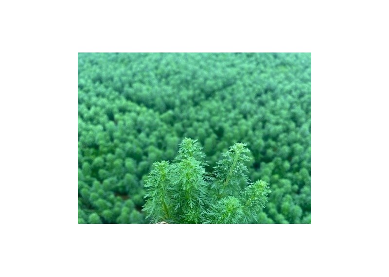 Limnophila sessiliflora - Pot en terre cuite