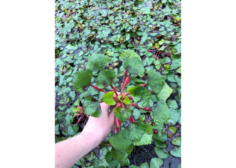 Trapa natans - Plantes flottantes (cup)