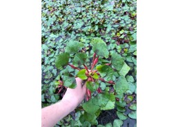 Trapa natans XL - Plantes...