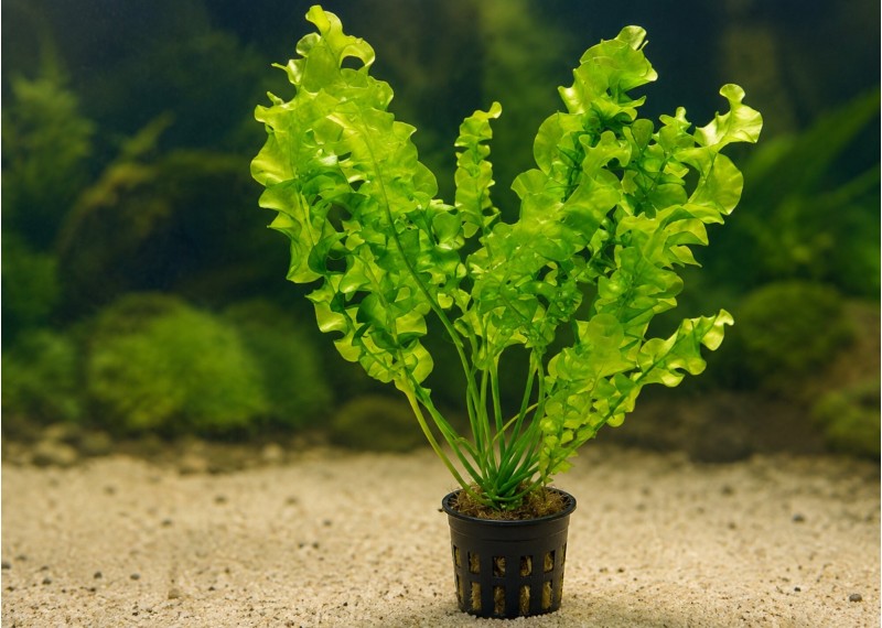 Aponogeton ulvaceus - Pot de 5 cm
