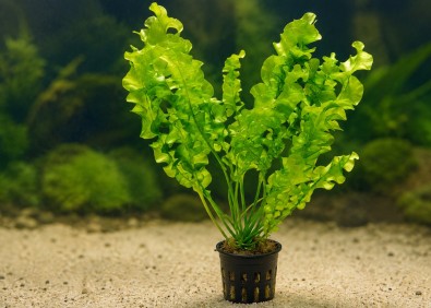 Aponogeton ulvaceus - Pot de 5 cm