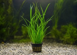 Cyperus helferi - Pot de 5cm