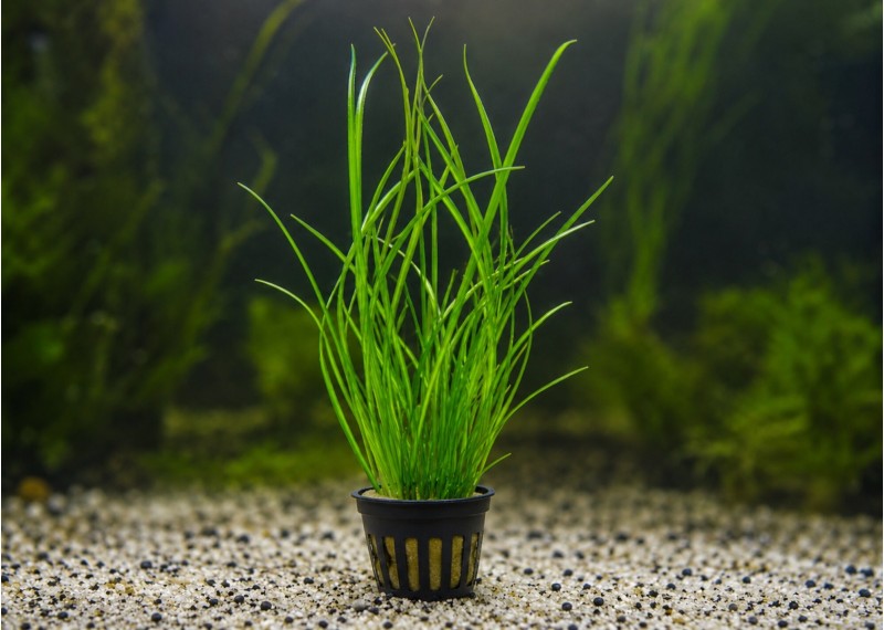 Cyperus helferi - Pot de 5cm