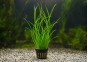 Cyperus helferi - Pot de 5cm
