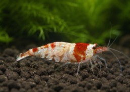 Crevette red mosura bee