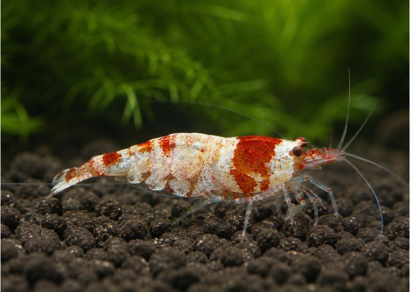 Crevette red mosura bee