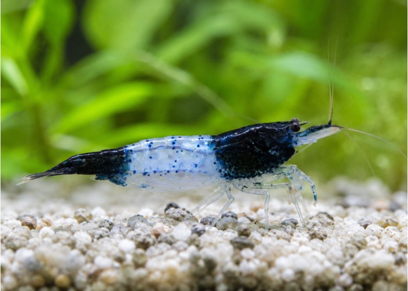 Crevette rili bleu