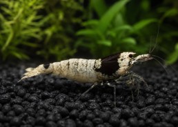 Crevette black mosura bee