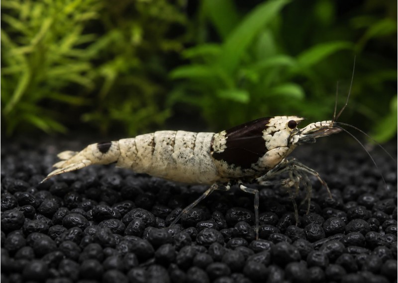 Crevette black mosura bee