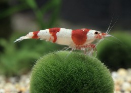 Crevette red crystal hinomaru