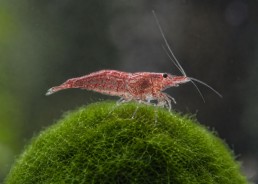 Crevette red cherry