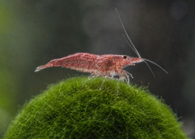 Crevette red cherry