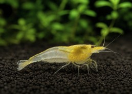 Crevette rili jaune