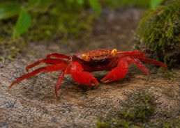 Crabe vampire red ruby (mâle)