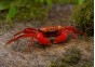 Crabe vampire red ruby (femelle)