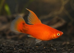 Platy voile rouge