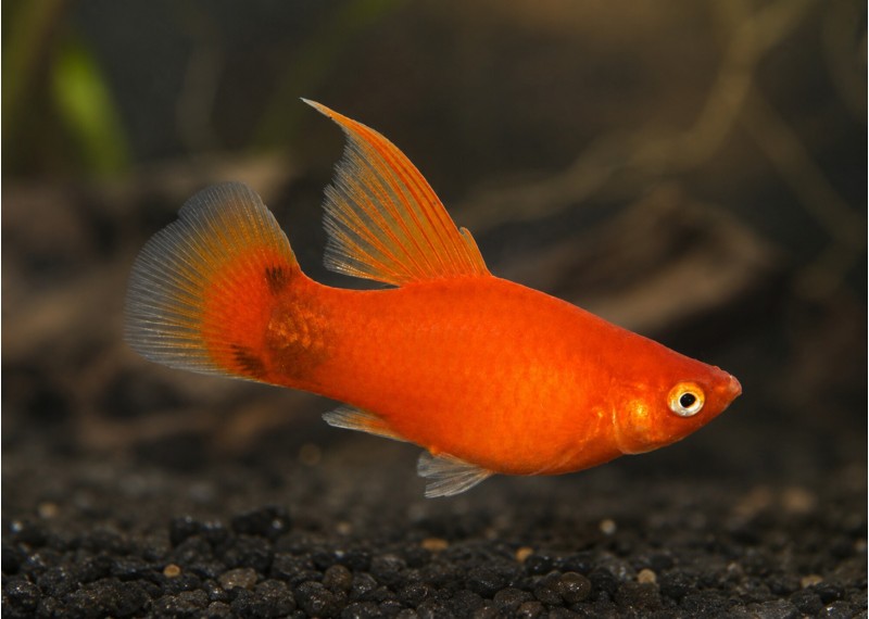 Platy voile rouge
