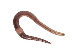 Vers de terre lumbricus 10 pcs