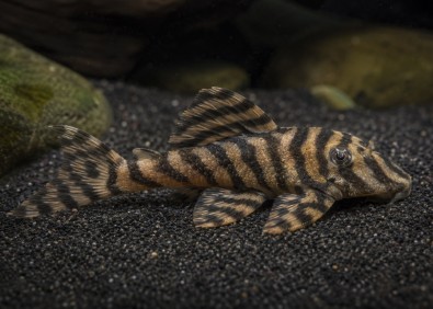 Peckoltia vittata