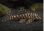 Peckoltia vittata