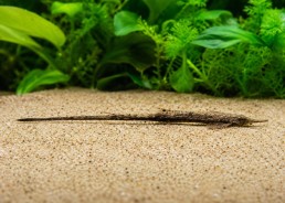 Farlowella acus