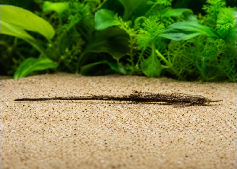 Farlowella acus