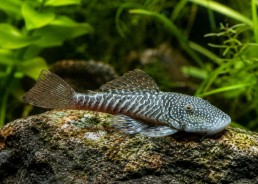 Pleco bouledogue