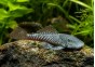 Pleco bouledogue