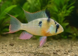 Mikrogeophagus altispinosus