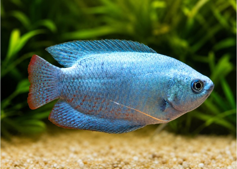Colisa lalia néon bleu (mâle)
