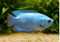 Colisa lalia néon bleu (mâle)
