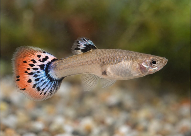 Guppy femelle premium Eur. snake red blu