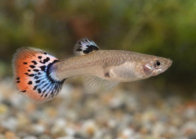 Guppy femelle premium Eur. snake red blu