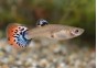 Guppy femelle premium Eur. snake red blu