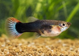 Guppy femelle premium Eur....
