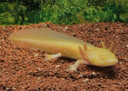Axolotl gold