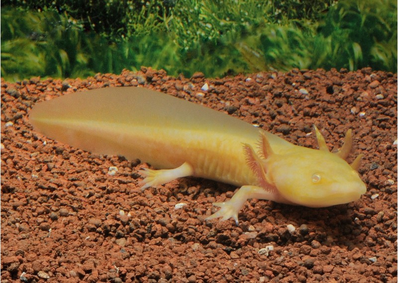 Axolotl gold